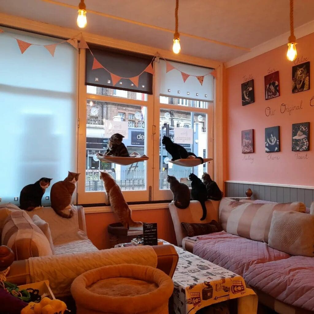 cat cafe