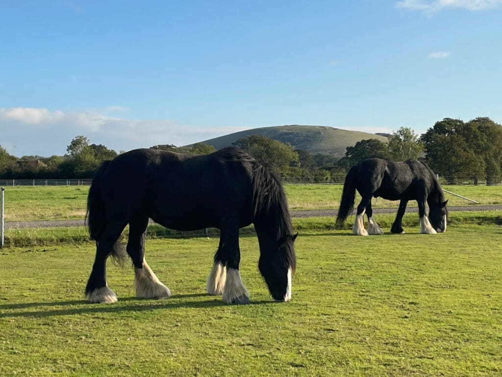 horse banner