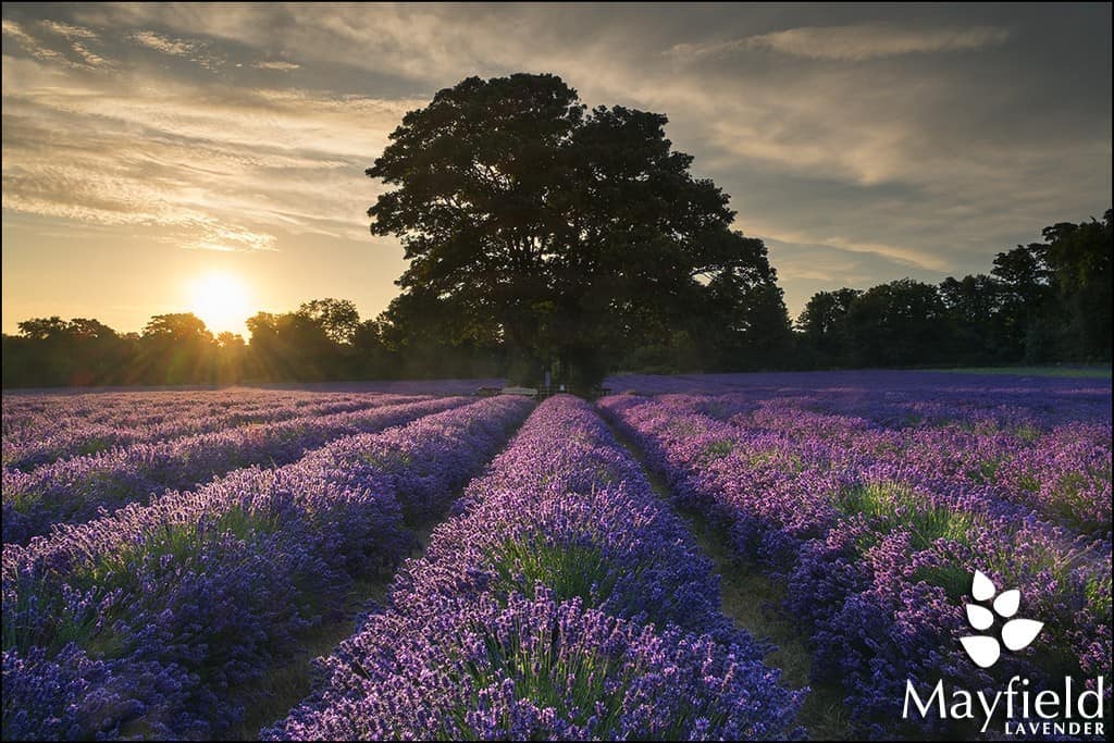 Mayfield Lavender Farm and Shop