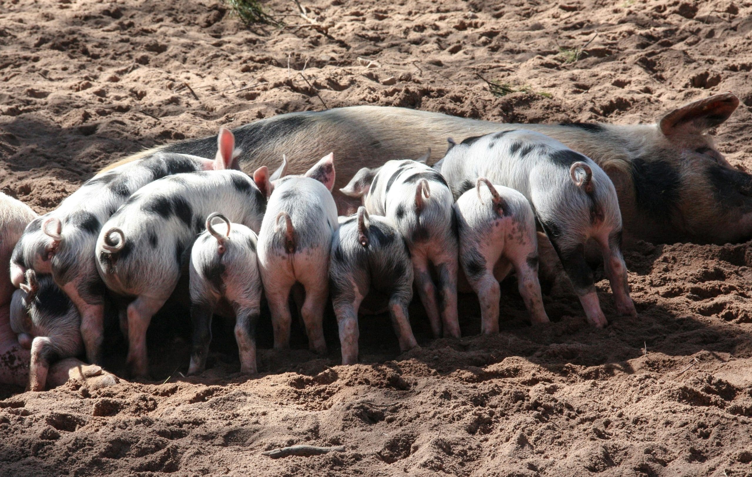 Cute piglets line dup for a feed