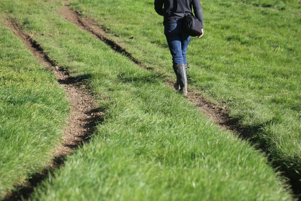 A pleasant walk through a pretty field