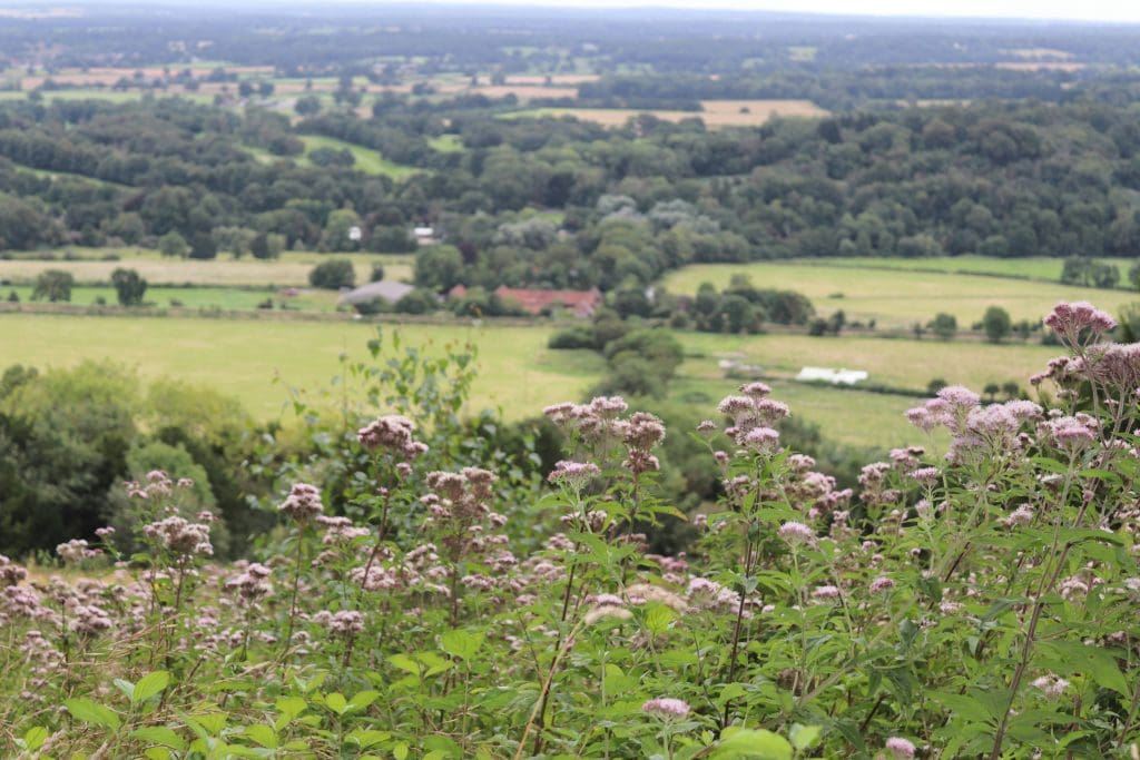 Box Hill looking beautiful