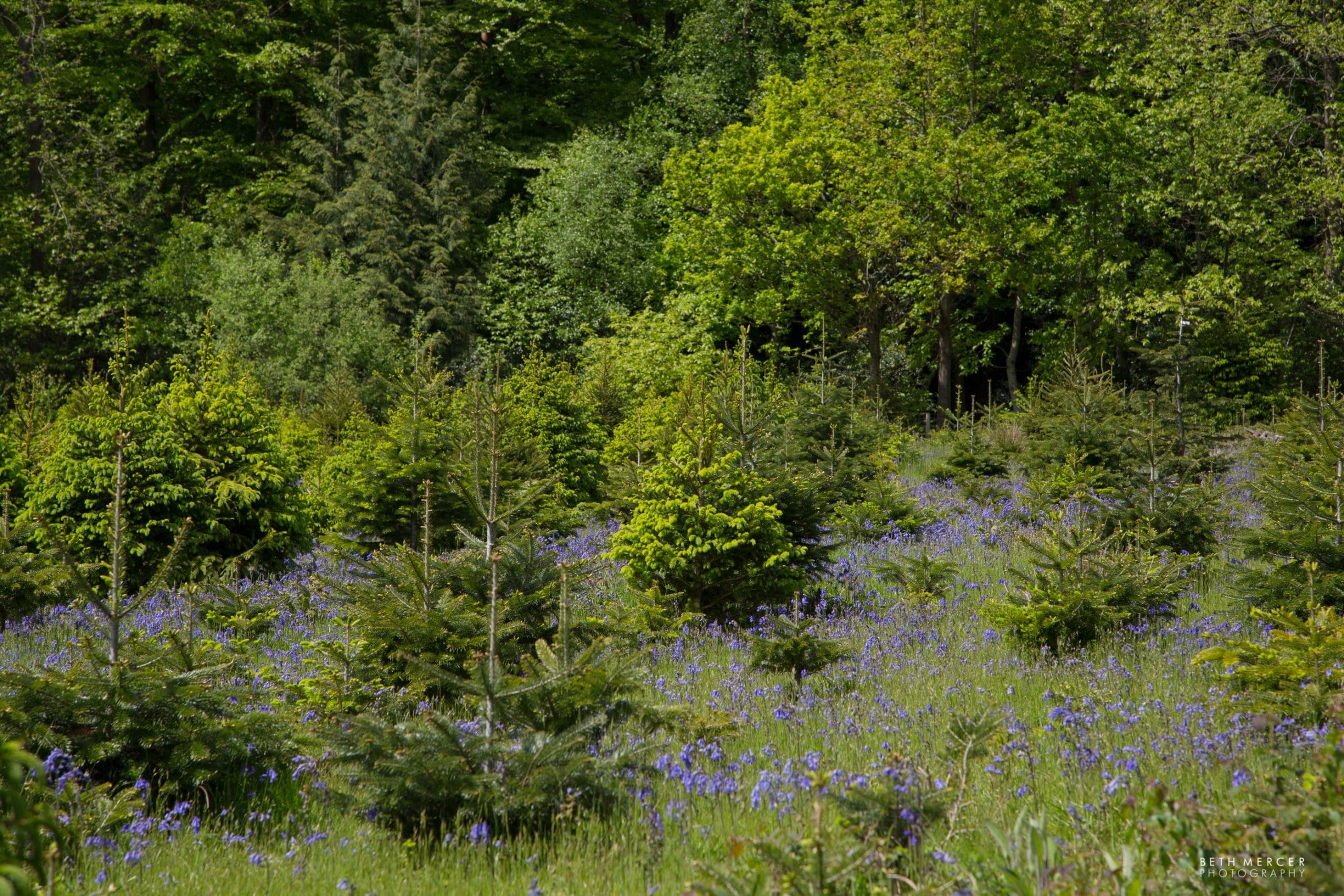 Wilderness Wood is a popular place to go in East Sussex