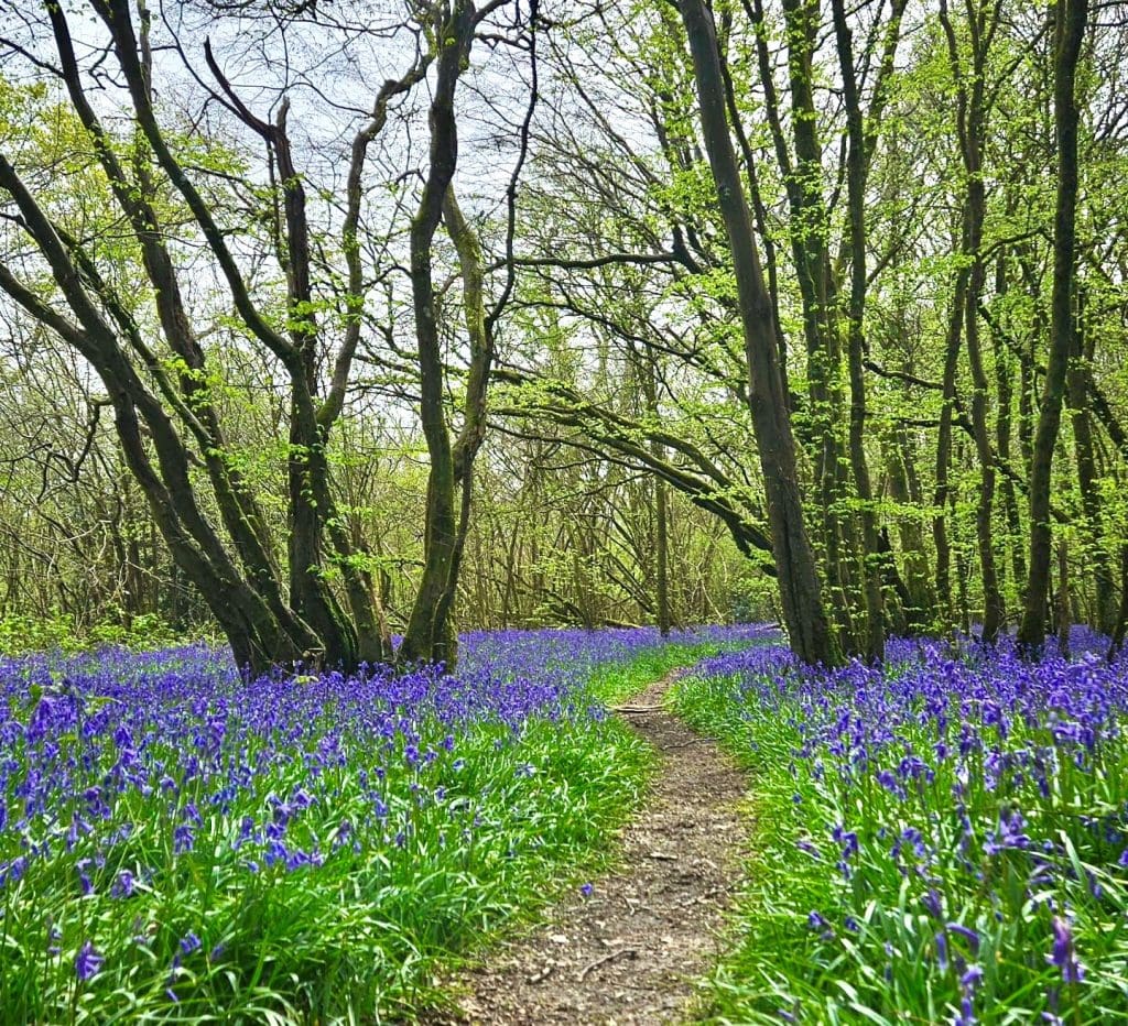 Bluebell wood path