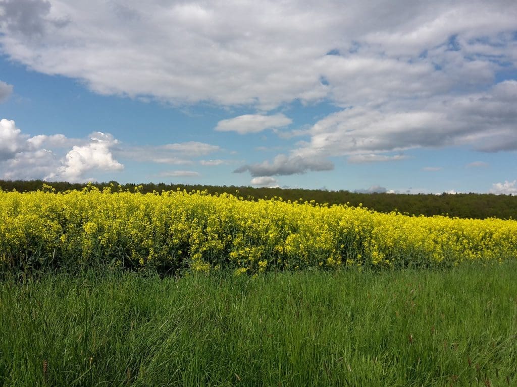 Countryside in May