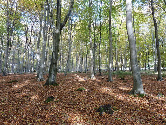 Wildhams Wood in West Sussex