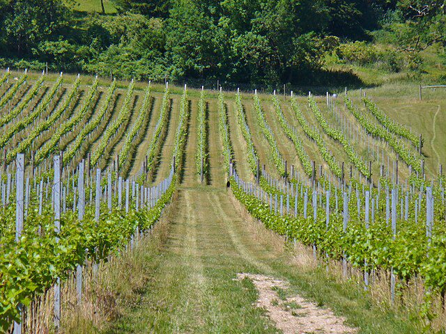 The lovely Albury Vineyard in Surrey