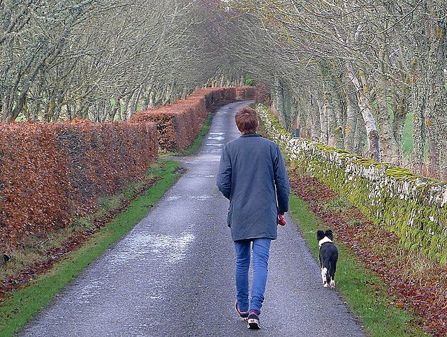 Let an experience finder point you to superb dog walks