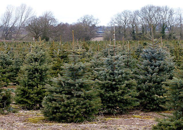 Pick your own Christmas tree at Goddenwick Farm