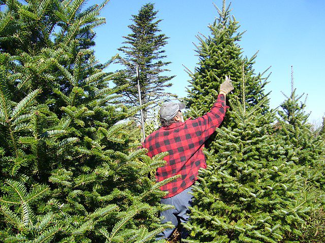 Picking your own Christmas tree is such fun at Five Ashes Plantation