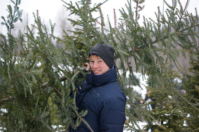 Pick your own Christmas tree and make it a December to remember