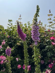 thumbnail IMG 5950